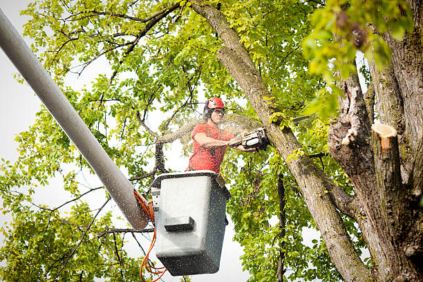 Professional Tree Care Services in Plantation, FL